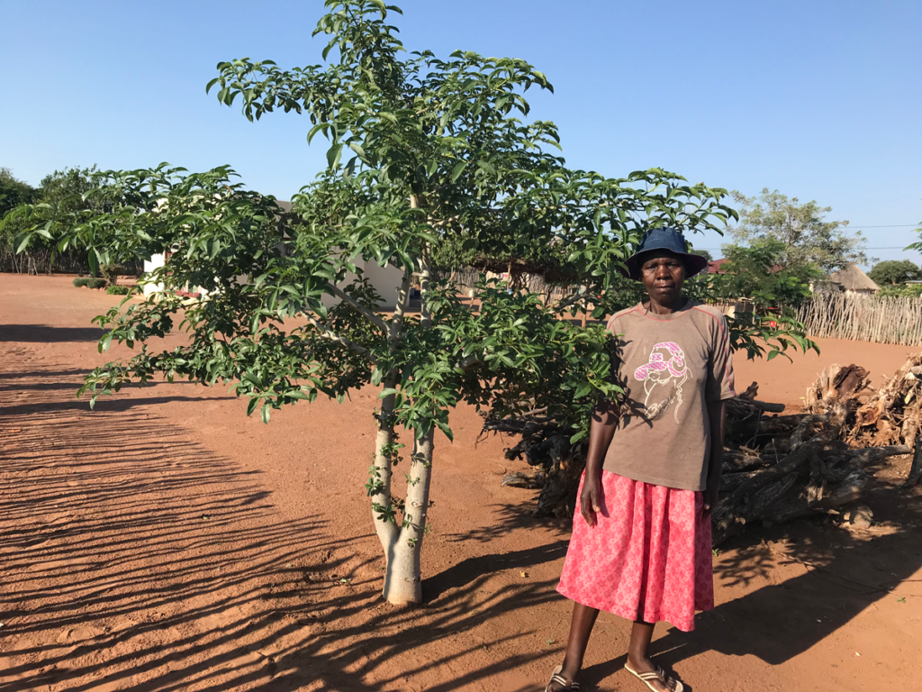 BG2-Baobab-Guardian-Rebecca-Nzenzhelele-1